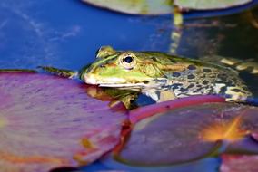 Amphibians Frog Toad