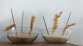 plate wheat
