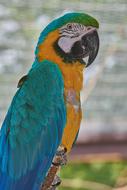 colored pet parrot