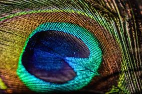 Peacock Bird Feathers macro view