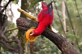 Parrot Bird Red