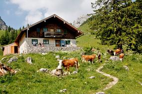 Farm House Grass