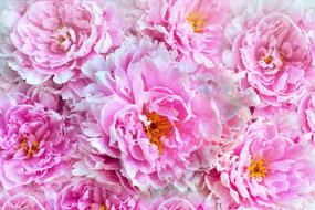 Peonies Flowers Background