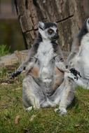 funny sitting sloth