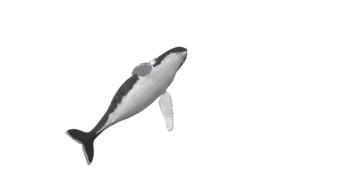 gray great whale on a white background