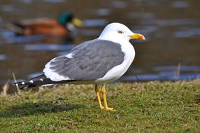 seagull on shore