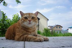 Cat Redhead Striped