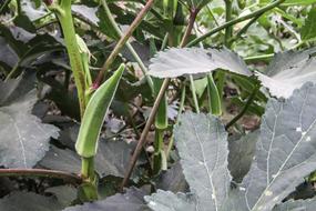 blooming greenery in the garden