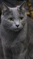 Animal Mammals Portraits