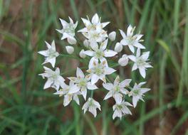 white onion flowers in the garden