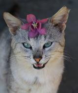 grey Cat with purple Flower on head