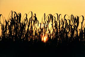 Sunset Cereals Wheat