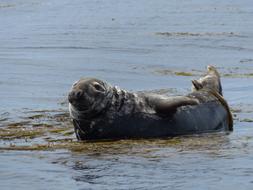 grey Seal laying on beach, Wild Animal