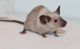 white house mouse