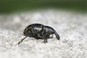 black beetle on a rock
