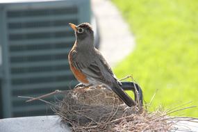 cute chick in the nest