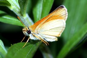 orange insect with large wings