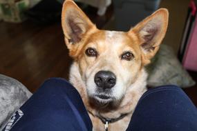 Red Heeler Dog Corgi