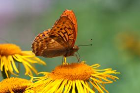 Insect Flower Nature