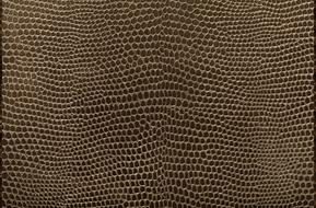 Texture Carapace Reptile