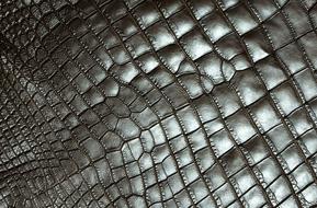 Texture Carapace Reptile