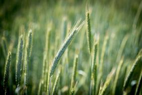 blossoming of the beautiful wheat
