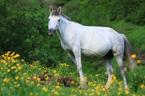 white Horse Animal on the meadow