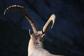long wild goat horns