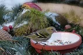 little chick on the grain feeder