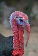 close up of a turkey face