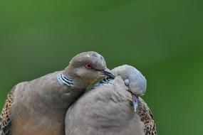 Birds Wild Animals