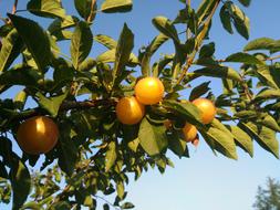 Fresh oranges on a branch