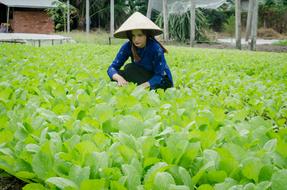Asian girl in hat, among the beautiful green plants