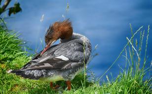 Merganser Mergus Duck by the lake
