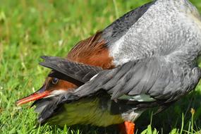 Merganser Mergus Duck on grass