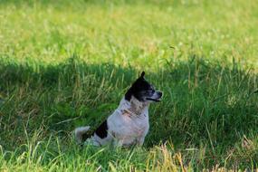 spotted Dog Small