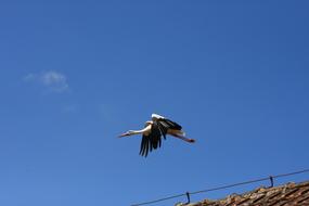 bird soaring off the cliffs