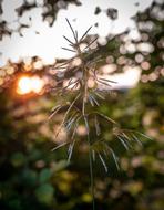 Grass Blade Of Leaves