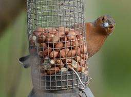 Bird Wildlife Nature