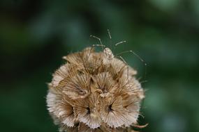 long legged spider on a flower