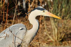 Heron Grey Bird