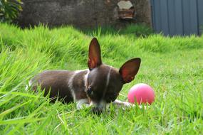 little puppy with a ball in the grass
