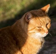 Domestic Mammal Cat
