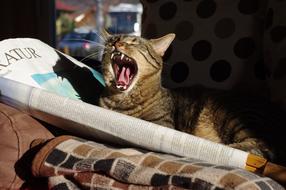 yawning cute cat in bed