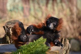 red ruffed lemur lays on its back