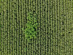 view of the cornfield from above
