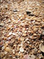Beach Seashells