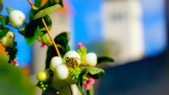 bee on a plant