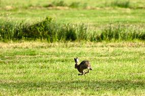 jumping hare in a meadow