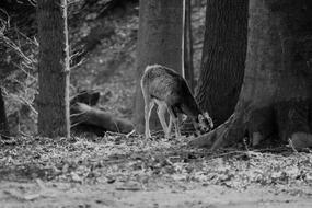 black and white, young roe deer in the forest